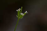 Hairyfruit chervil